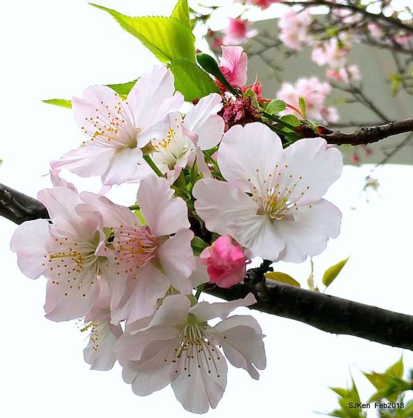 45-P_20180227_124654_vHDR_Auto_1.JPG 45-P_20180227_124654_vHDR_Auto_1.JPG