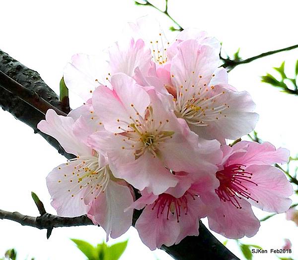 46-P_20180227_124608_vHDR_Auto_1.JPG 46-P_20180227_124608_vHDR_Auto_1.JPG