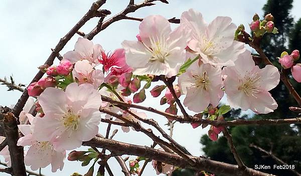 48-P_20180227_124136_vHDR_Auto.JPG 48-P_20180227_124136_vHDR_Auto.JPG