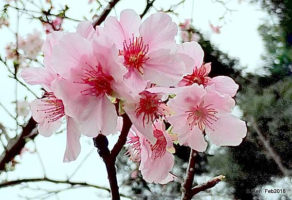 50-P_20180227_124511_vHDR_Auto_HP.JPG 50-P_20180227_124511_vHDR_Auto_HP.JPG