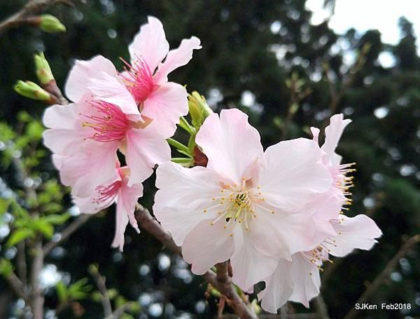 55-P_20180227_125111_vHDR_Auto_1.JPG 55-P_20180227_125111_vHDR_Auto_1.JPG