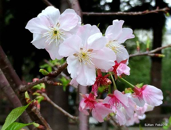 57-P_20180227_125050_vHDR_Auto_1.JPG 57-P_20180227_125050_vHDR_Auto_1.JPG