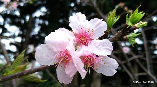 59-P_20180227_125104_vHDR_Auto_1.JPG 59-P_20180227_125104_vHDR_Auto_1.JPG