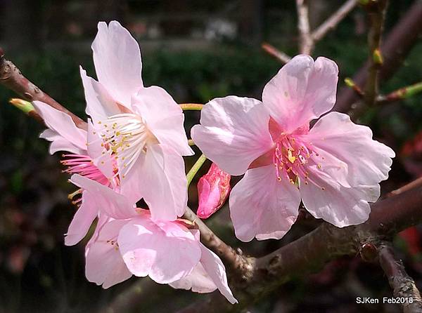 62-P_20180227_124939_vHDR_Auto_1.JPG 62-P_20180227_124939_vHDR_Auto_1.JPG