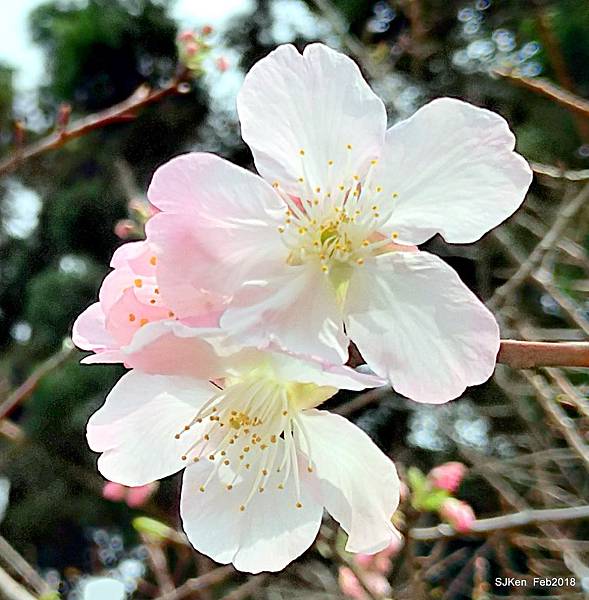 65-P_20180227_123835_vHDR_Auto_HP.JPG 65-P_20180227_123835_vHDR_Auto_HP.JPG