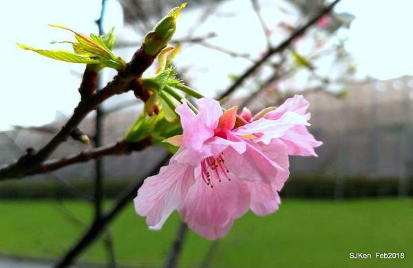 68-P_20180227_125213_SRES_1.JPG 68-P_20180227_125213_SRES_1.JPG