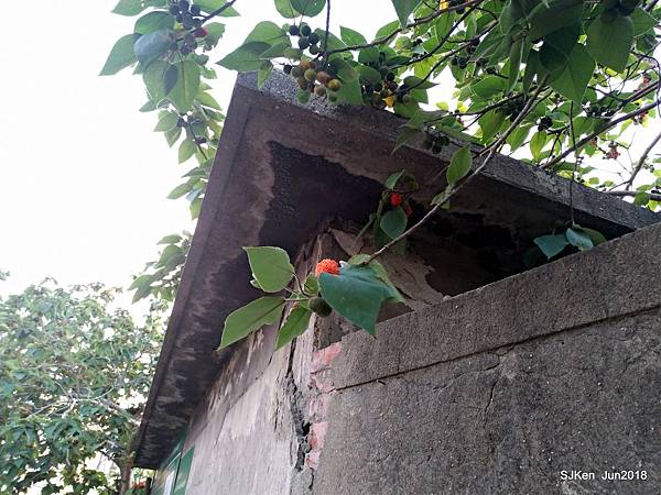 12-P_20180604_183148.jpg 12-P_20180604_183148.jpg