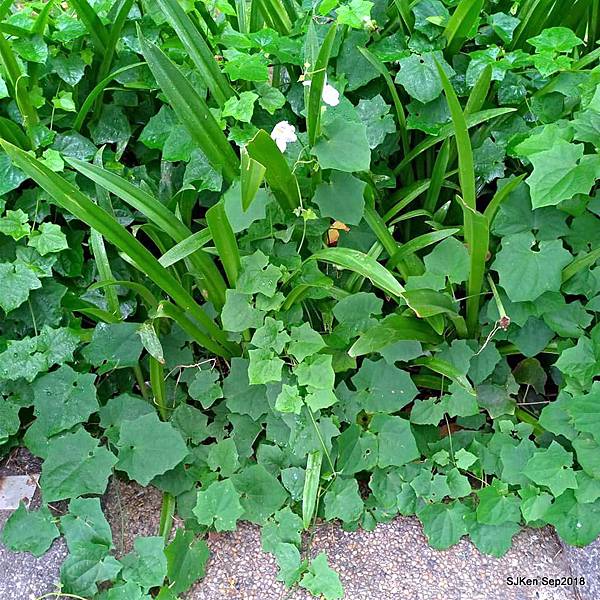 09-41516680_2103441203047007_7949761371409743872_n.jpg 09-41516680_2103441203047007_7949761371409743872_n.jpg