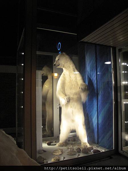 13_看北極熊