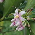 雨傘仔(蔓竹杞).JPG