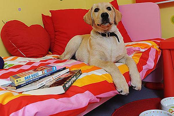 dog-hotel-pic-wns-532698725 dog-hotel-pic-wns-532698725