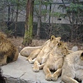 一堆母獅