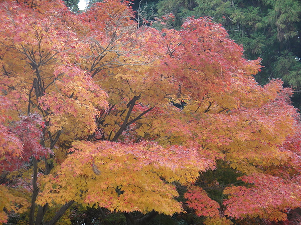 京都賞楓00016.JPG