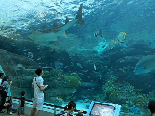 名古屋港水族館 世界最大海豚秀 交通 票卷 景點 鰻魚飯推薦 安妮王的旅行記 痞客邦 名古屋港水族館 世界最大海豚秀 交通 票卷 景點 鰻魚飯推薦 安妮王的旅行記 痞客邦
