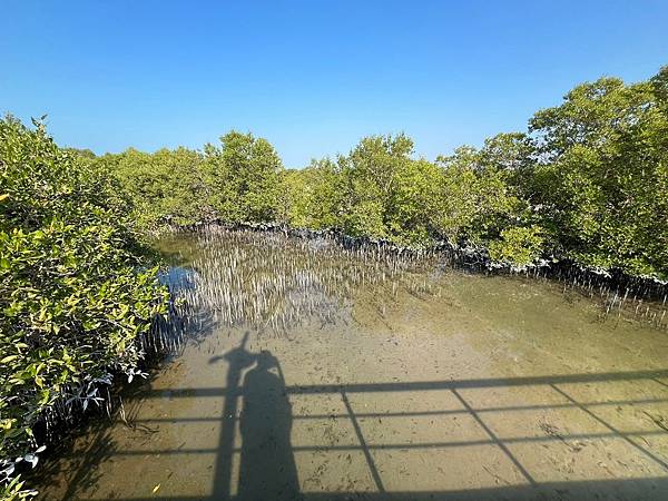 阿布達比秘境景點_紅樹林公園(Jubail Mangrove