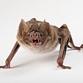 vampire-bat-blood-taste-buds-01-600x450.jpg