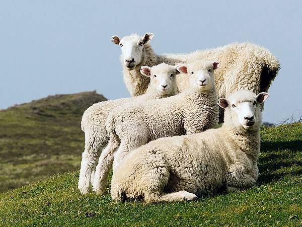 sheep-portrait-new-zealand_88364_990x742.jpg