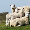 sheep-portrait-new-zealand_88364_990x742.jpg