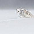 owl-snow-canada_89333_990x742.jpg