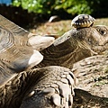 weird-animal-questions-kitten-tortoise-1-s2048x1365-p-600x399-1