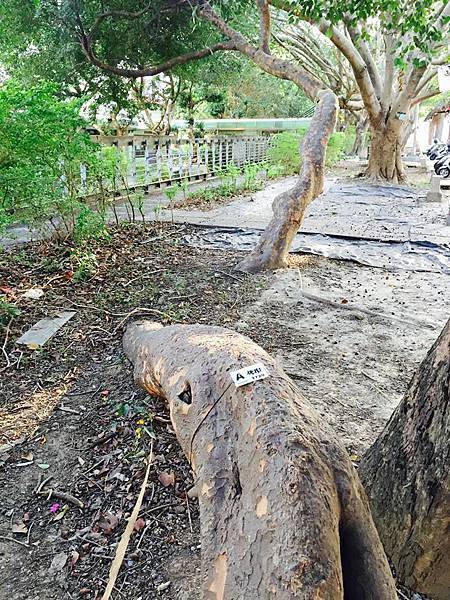 15134549_909743212489311_3421567846237612259_n