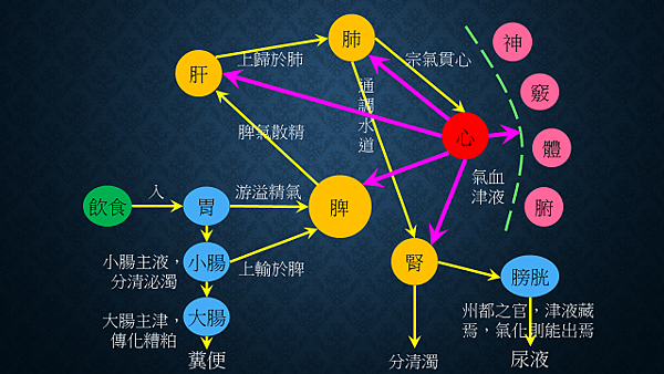 中醫生理經脈別論.png 中醫生理經脈別論.png