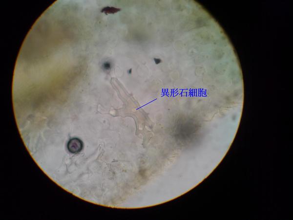 茶葉(40x10)-異形石細胞-1