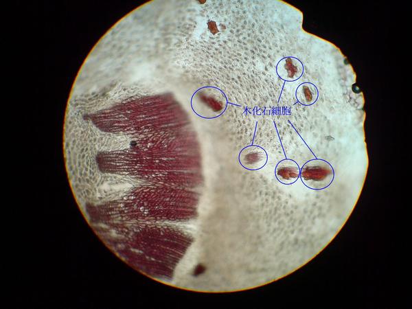 黃連(10x10)-木化石細胞