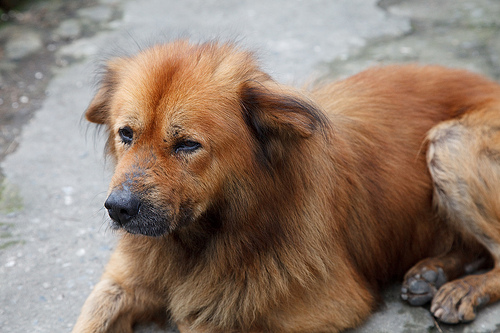 神犬