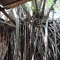 安平樹屋