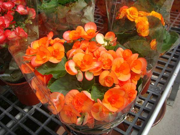 花卉