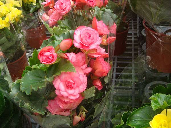 花卉