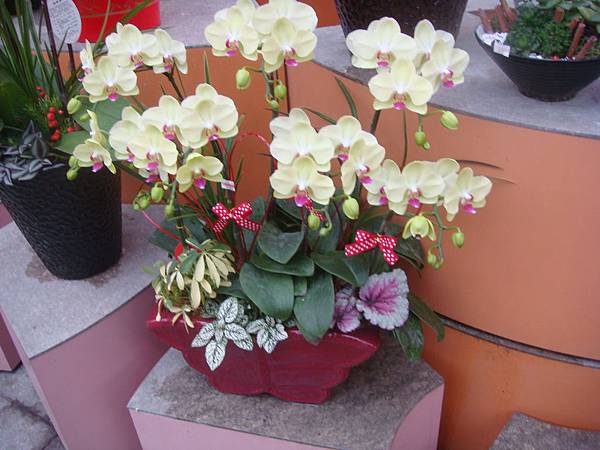 蘭花盆栽