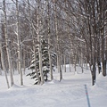 TOMAMU度假村雪景