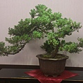 盆栽