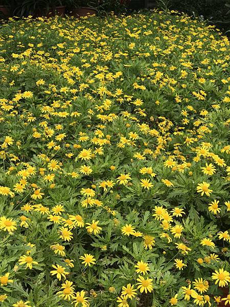 IMG_4943.JPG IMG_4943.JPG