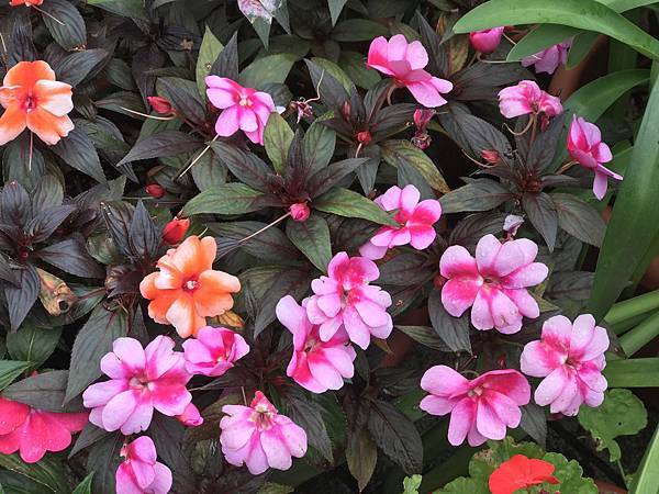 IMG_4945.JPG IMG_4945.JPG