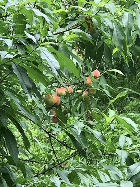 IMG_4956.JPG IMG_4956.JPG