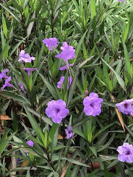 IMG_4967.JPG IMG_4967.JPG