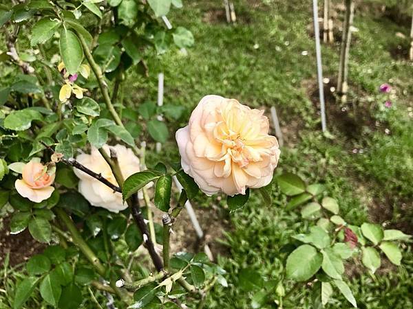 fullsizeoutput_2679.jpeg fullsizeoutput_2679.jpeg