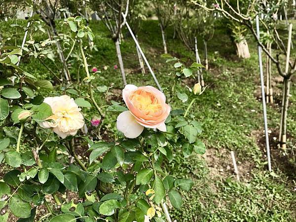 fullsizeoutput_2678.jpeg fullsizeoutput_2678.jpeg