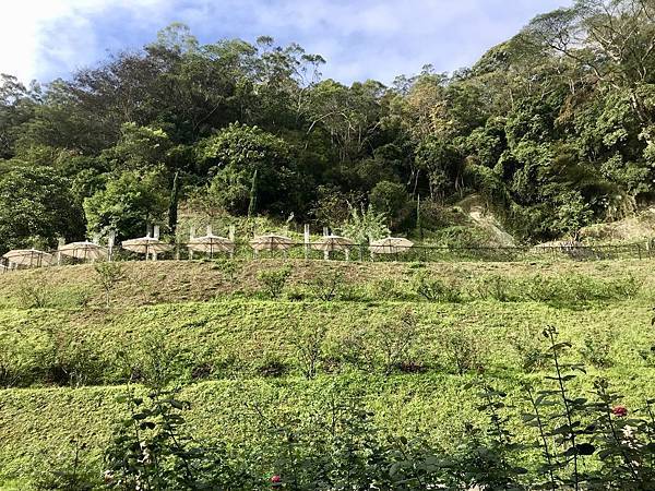 fullsizeoutput_2672.jpeg fullsizeoutput_2672.jpeg