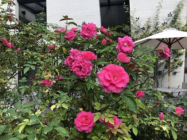 fullsizeoutput_2680.jpeg fullsizeoutput_2680.jpeg