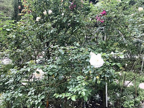 fullsizeoutput_2681.jpeg fullsizeoutput_2681.jpeg