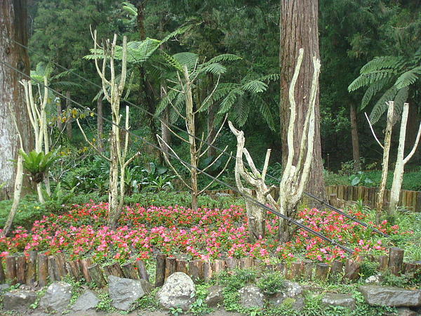 大學池