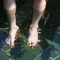 溫泉魚