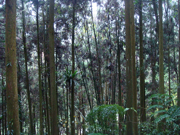 大學池步道