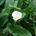 海芋