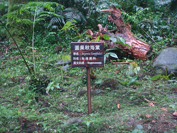 圓果秋海棠