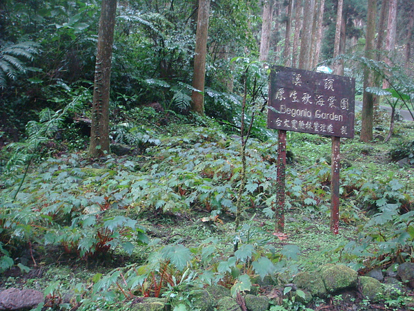 溪頭原生秋海棠